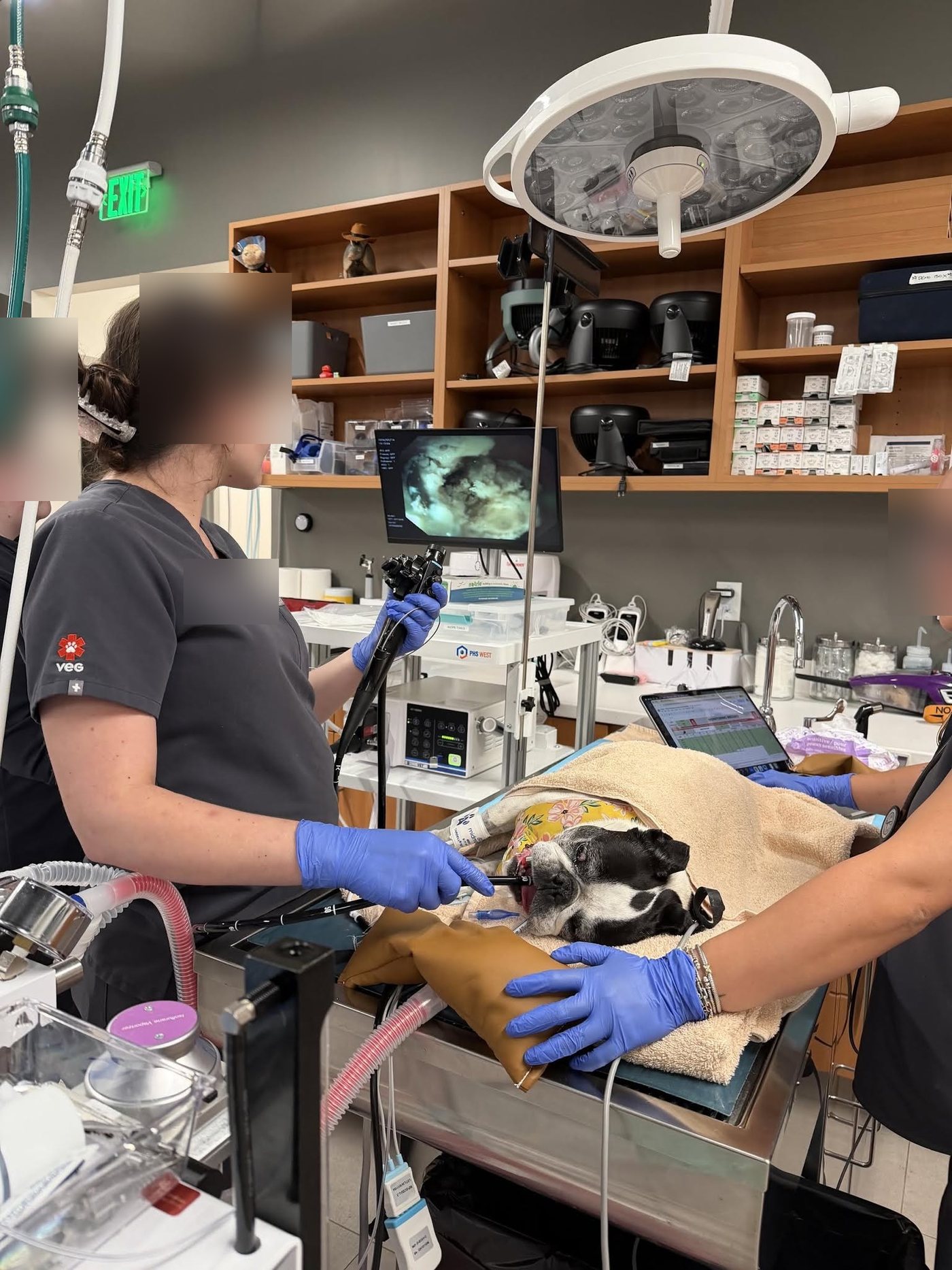 Fergie under general anesthesia during her endoscopy